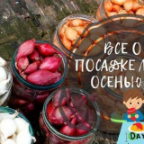 Kdy a jak zasadit luk v zimě v roce 2021